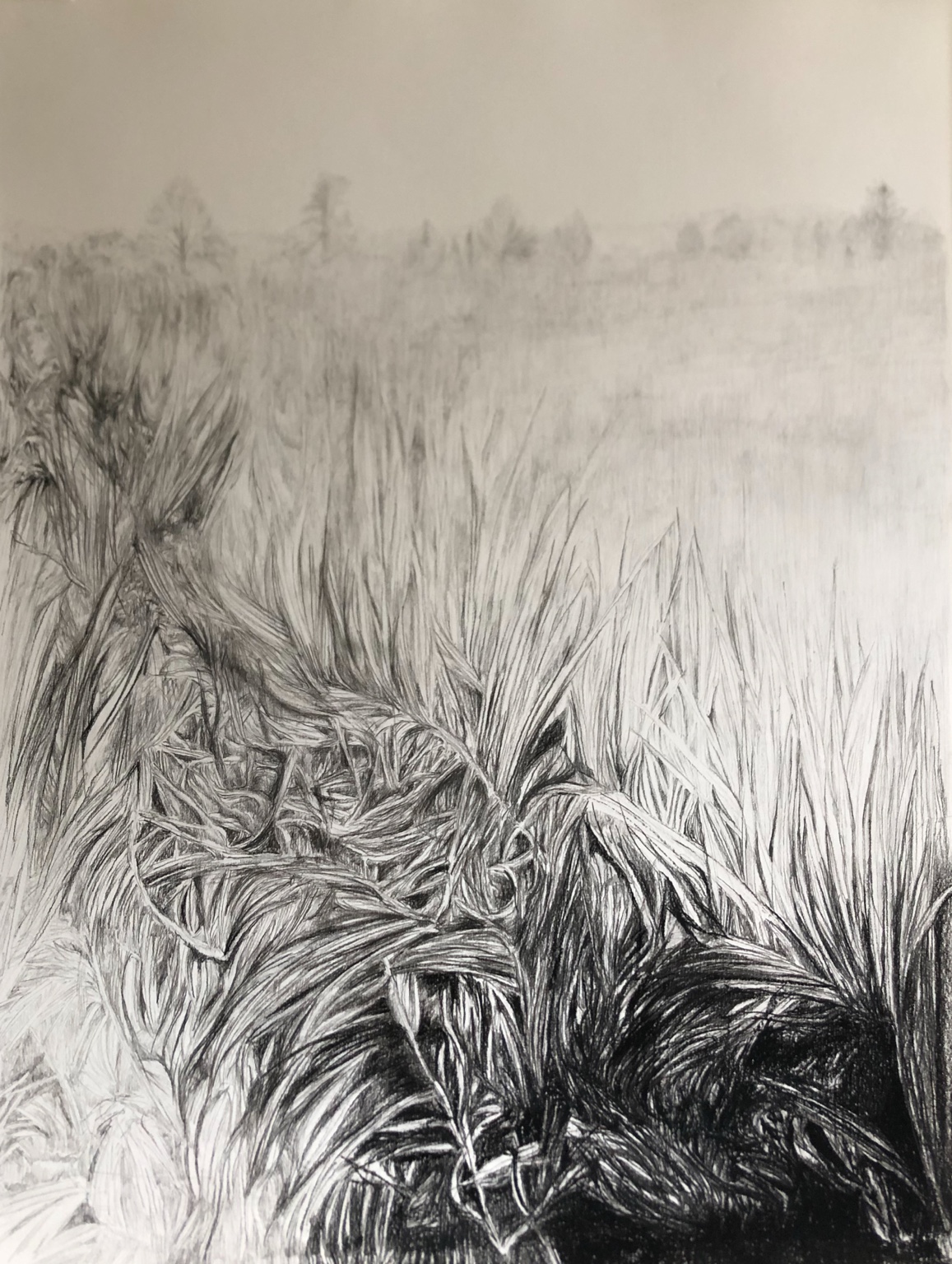 potloodtekening van een veld van gras door Mirjam Verherbrugge